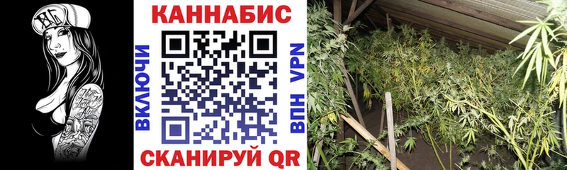 Шишки марихуана конопля  Купить где  Краснодар 